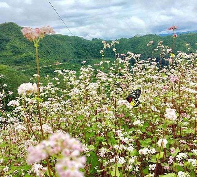 Tam giÃ¡c máº¡ch lÃ  âÄáº·c sáº£nâ cá»§a HÃ  Giang. (áº¢nh: lyctk)