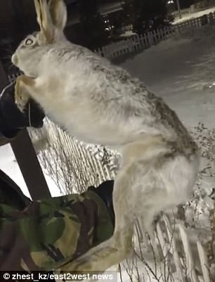Hàng loạt động vật đông cứng trong cái lạnh -56 độ C ở Kazakhstan - 2 Người ta phải di chuyển nó khỏi hàng rào