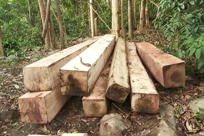 Hiệp định chống khai thác gỗ bất hợp pháp chính thức có hiệu lực từ 1/6