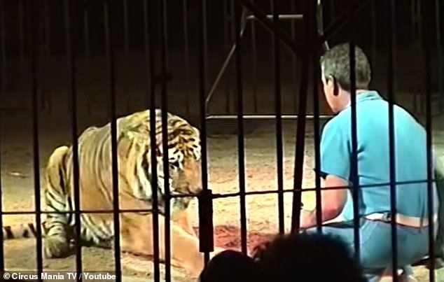 Nghệ sĩ xiếc thú hàng đầu thế giới tử vong vì bị đàn hổ tấn công