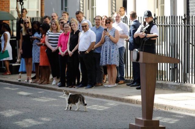 Sau "tổng quản mèo", dinh thủ tướng Anh có thể có "đệ nhất khuyển"