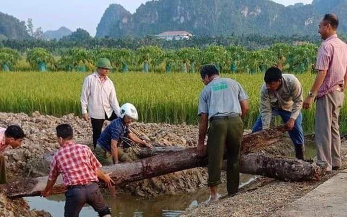 Phát lộ bãi cọc nhọn bằng gỗ lim có niên đại từ thời nhà Trần ở Hải Phòng