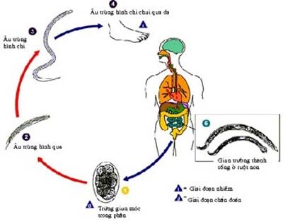 Káº¿t quáº£ hÃ¬nh áº£nh cho VÃ²ng Äá»i cá»§a giun mÃ³c cÃ¢u.