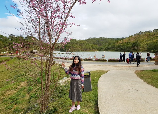 Phố hoa Đà Lạt rực rỡ trước thềm Tết Mậu Tuất - 2 Hoa anh đào khoe sắc ở giữa Thung lũng tình yêu
