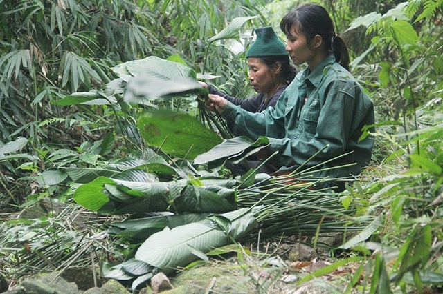 Theo người dân mang “hương vị núi rừng” về gói bánh chưng Tết - 8
Cũng theo những người dân nơi đây, lá dong rừng thường có màu xanh đậm, khi gói bánh sẽ có màu xanh hơn, vị thơm hơn lá dong được trông ở vườn. Mất khoảng 2 tiếng đồng hồ trong rừng, bà Cương và những người dân khác đã lấy đủ số lượng lá cho mỗi gia đình (khoảng mỗi người lấy 200 lá).