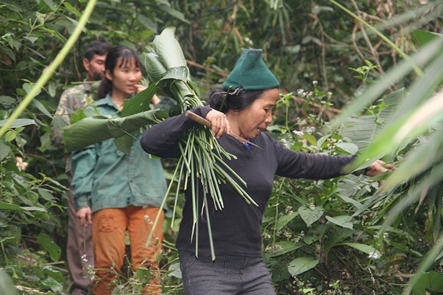 Theo người dân mang “hương vị núi rừng” về gói bánh chưng Tết - 10
Bình thường nếu có nhiều tôi sẽ đem một ít ra chợ bán để kiếm thêm thu nhập, còn lại để dùng. Nhưng năm nay người dân vào rừng lấy nhiều nên lá dong cũng ít đi. Số lá chúng tôi hôm nay lấy được chỉ đủ dùng cho gia đình trong dịp Tết này. Lá dong rừng mà chúng tôi hôm nay vào rừng lấy sẽ mang hương vị Tết sẽ nồng nàn hơn ra chợ mua chú à - bà Cương chia sẻ.