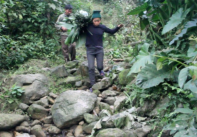 Theo người dân mang “hương vị núi rừng” về gói bánh chưng Tết - 3 Để lấy được những chiếc lá ưng ý, họ phải đi bộ ít nhất 3km, băng qua nhiều khe suối gập ghềnh. Đặc biệt vào những ngày cuối năm thời tiết lạnh cóng, ẩm ướt, vắt núi rất nhiều, chỉ một chút sơ hở sẽ bị chúng bám vào người hút đầy bụng máu.