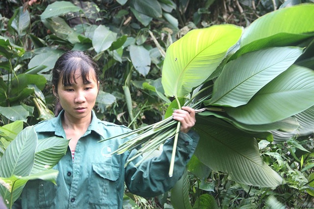 Theo người dân mang “hương vị núi rừng” về gói bánh chưng Tết - 6
Năm nay do người đi hái lá dong nhiều, thời điểm này chúng tôi đi là khá muộn nên phải đi xa hơn, khó lấy hơn. Mặc dù lá dong họ bán rất nhiều ở chợ, việc vào rừng lấy khá vất vả nhưng từ bao đời nay gia đình chúng tôi đều tự vào rừng lấy lá dong như thế này, nó mang lại cho gia đình tôi một cái Tết ý nghĩa hơn.