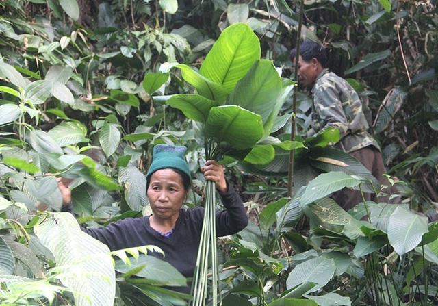 Theo người dân mang “hương vị núi rừng” về gói bánh chưng Tết - 5
Mất hơn 2 giờ đồng hồ, bà Cương và những người dân trên mới đến được điểm hái lá là giữa lưng chừng núi Mồng Gà hùng vĩ. Cả một rừng lá dong xanh mướt một màu mọc chen nhau dọc khe suối, dưới tán rừng già cổ thụ. Lá dong thường mọc ở những nơi ẩm ướt, đặc biệt các khe nước, càng những chỗ độ ẩm cao lá dong lại càng xanh và to.