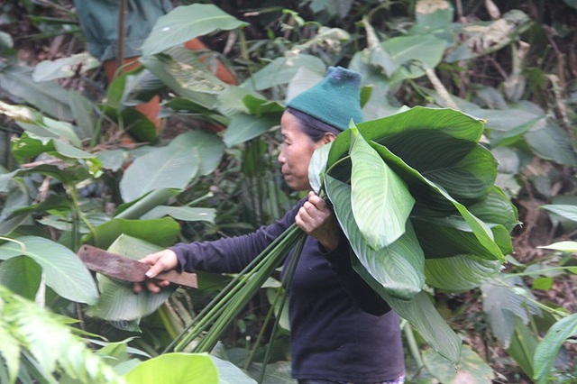 Theo người dân mang “hương vị núi rừng” về gói bánh chưng Tết - 7 Hái lá dong không ảnh hưởng gì đến môi trường rừng, thậm chí do được chặt tỉa thường xuyên, cây lá còn phát triển nhanh và tốt hơn. Để chọn được những chiếc lá ưng ý cũng đòi hỏi sự khéo léo của người đi rừng, vừa đảm bảo chiếc lá đẹp, vừa không làm ảnh hưởng đến những chiếc lá non để chờ mùa năm tới.