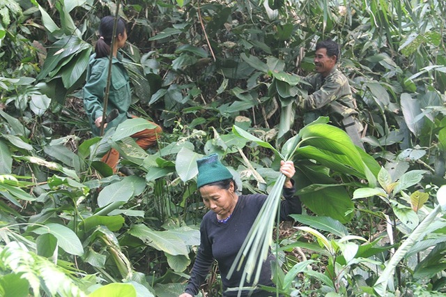 Theo người dân mang “hương vị núi rừng” về gói bánh chưng Tết - 4
Như mọi cái Tết khác, vào ngày 25/12 Âm lịch năm nay, bà Phạm Thị Cương (trú tại xã Hương Quang, huyện Vũ Quang) cùng rủ thêm những người hàng xóm vào rừng từ sáng sớm để hái lá dong về phục vụ cho công việc gói bánh chưng của gia đình.