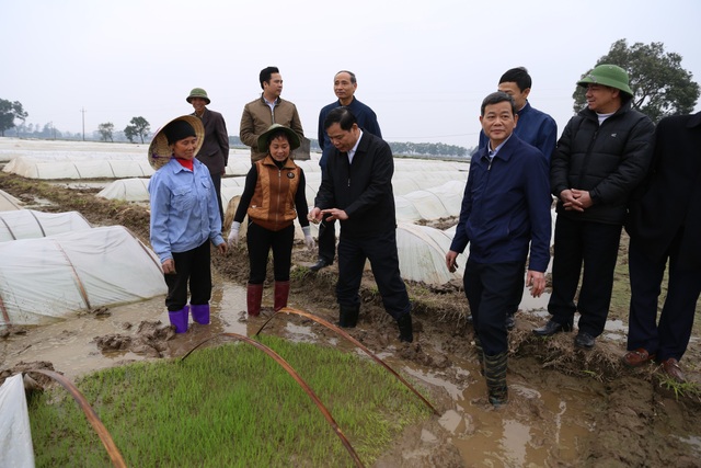Bắc Ninh treo thưởng 100 triệu đồng cho huyện cấy đúng tiến độ - 1 Bộ trưởng Nguyễn Xuân Cường trực tiếp lội ruộng cùng bà con nông dân kiểm tra mạ