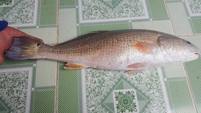 Ngư dân bắt được cá lạ nghi cá sủ vàng - 1 Cận cảnh con cá quý nghi cá sủ vàng