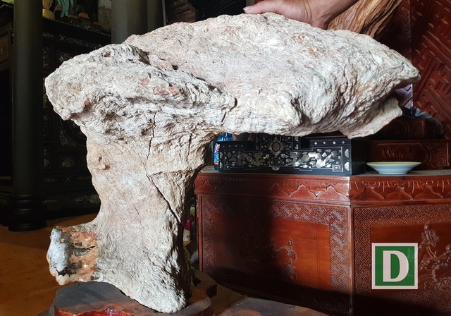 Một người công bố sở hữu khối gỗ nu hóa thạch quý hiếm nặng 140kg - 1 Một người công bố sở hữu khối gỗ nu hóa thạch quý hiếm nặng 140kg - 1