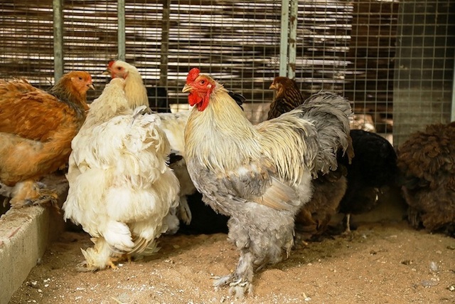 Gà "mặt quỷ", gà khổng lồ: Hàng độc, "giá khủng", đại gia săn lùng ăn Tết - 1 Gà kỳ lân, loại gà có thân hình “khổng lồ” nặng trên dưới 10kg. Loại gà này còn được mệnh danh là “vua gà” với giá bán từ 20-25 triệu đồng/cặp.