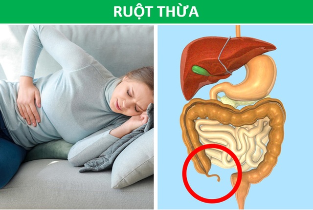 Những bộ phận cơ thể tưởng là “đồ thừa” lại không hề vô dụng như bạn nghĩ - 6 Những bộ phận cơ thể tưởng là “đồ thừa” lại không hề vô dụng như bạn nghĩ - 6
