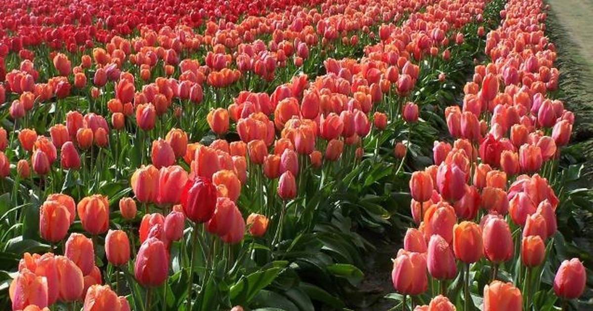 Mỹ 7 Cánh đồng Hoa Tulip Không Nên Bỏ Qua Trong Mùa Xuân Này Báo Dân Trí
