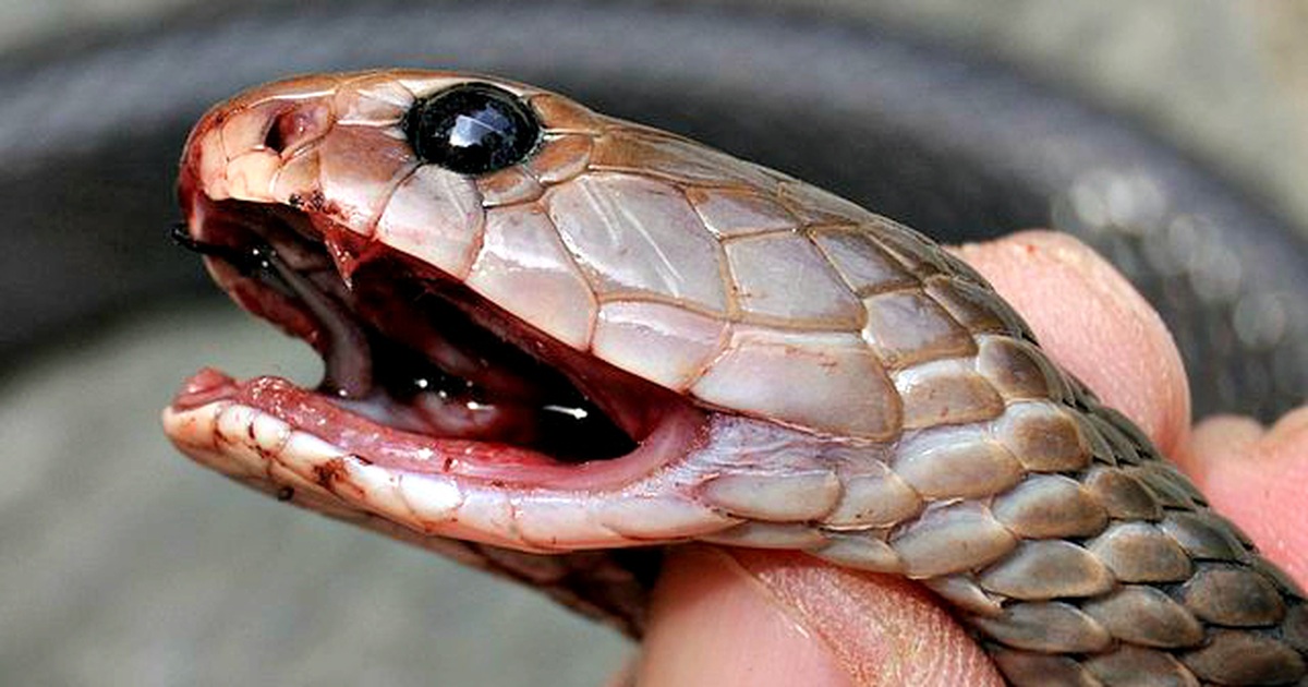 Những sự thật về loài rắn hổ mang phun nọc độc