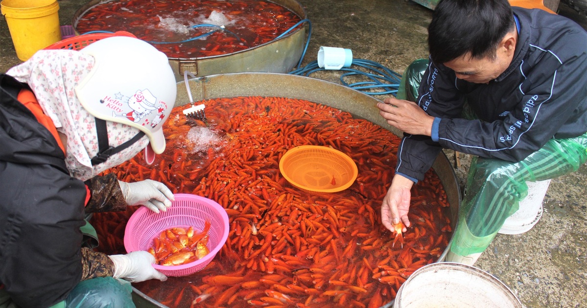 Cá chép cúng ông Công ông Táo được giá, người buôn lãi đậm