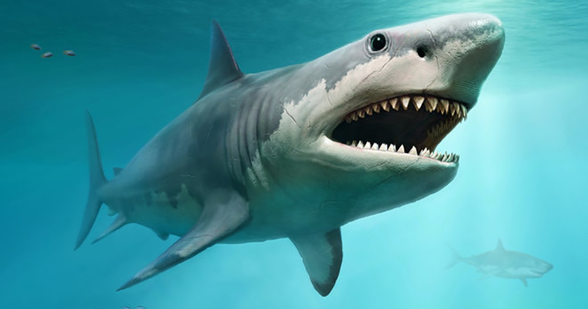 Cá mập trắng lớn đã quét sạch siêu cá mập Megalodon khổng lồ? | Báo Dân trí