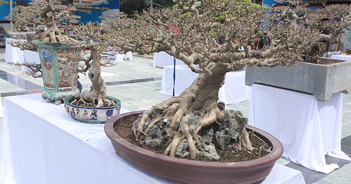 Mãn nhãn với vẻ đẹp kỳ dị của hàng trăm cây sanh bonsai ở Thanh Hóa