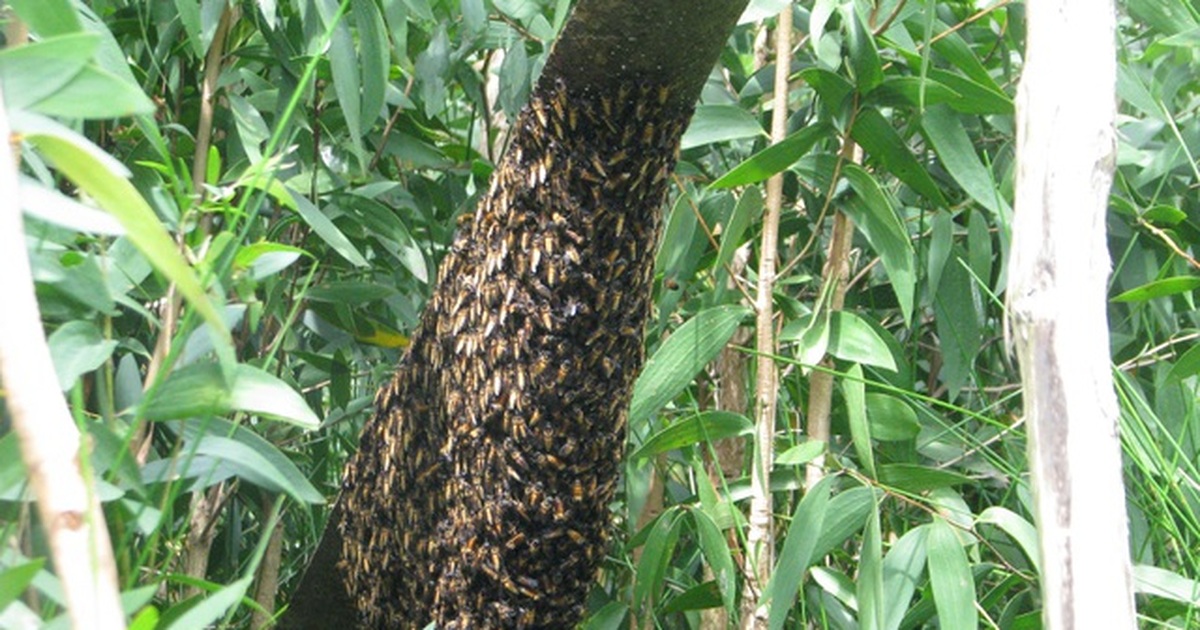 Gác kèo ong và Muối ba khía ở Cà Mau vào di sản văn hóa phi vật thể quốc gia