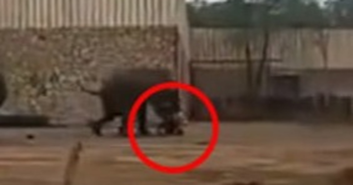 Kinh hoàng voi điên giẫm chết nhân viên sở thú Trung Quốc