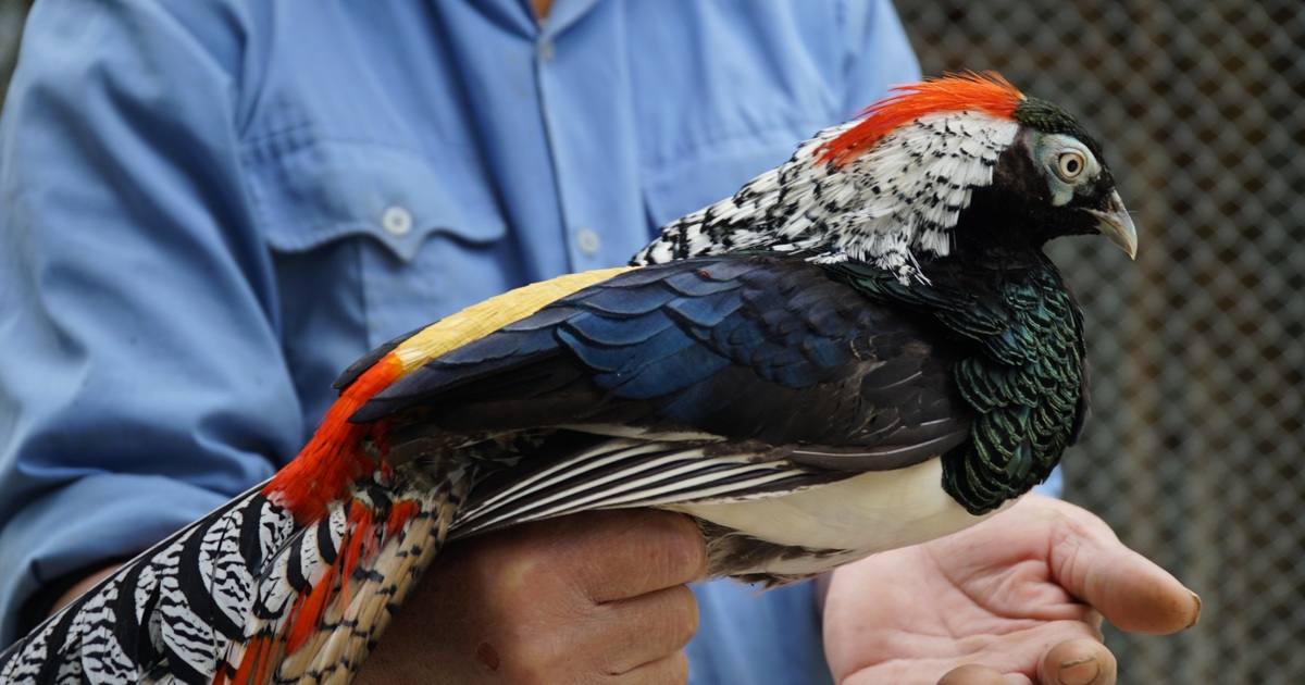 Bán chim trĩ 7 màu đỏ-Chim trĩ đỏ nhật bản-Trang Trại Vườn Chim Việt