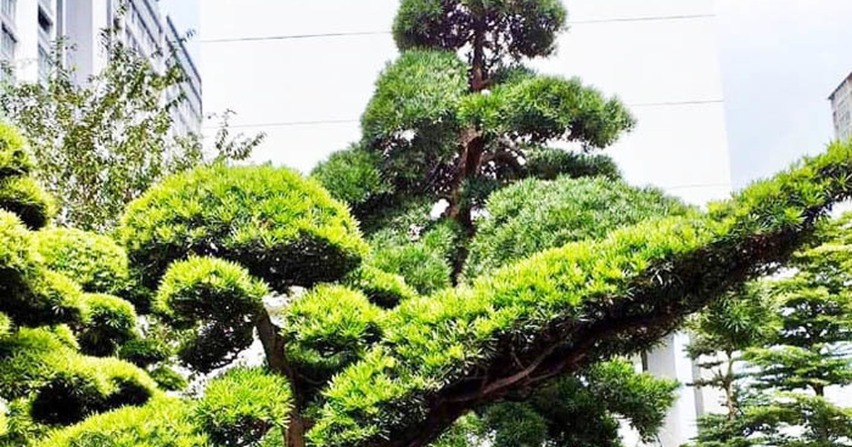 Vườn tùng Nhật hàng trăm tỷ đồng của đại gia giữa khu nhà giàu Sài Gòn