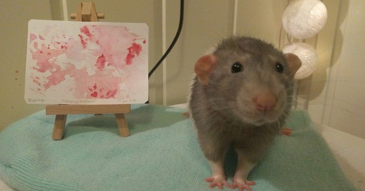 Gặp gỡ chú chuột... họa sĩ