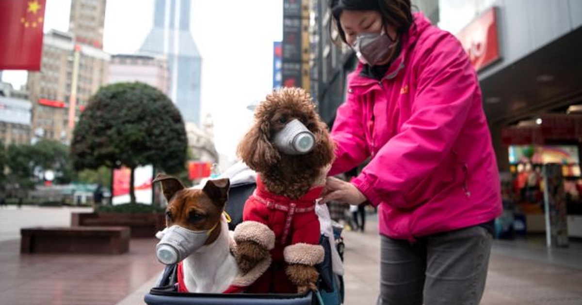 Hong Kong phát hiện virus corona trên chó cưng