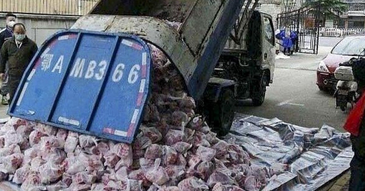 Dùng xe rác chở thịt lợn cho vùng bị cách ly, quan chức Vũ Hán mất chức