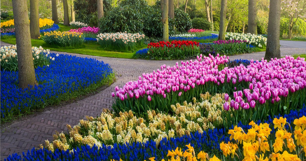 Cảnh quan lạ lẫm ở vườn hoa đẹp nhất thế giới khi… không người ghé thăm
