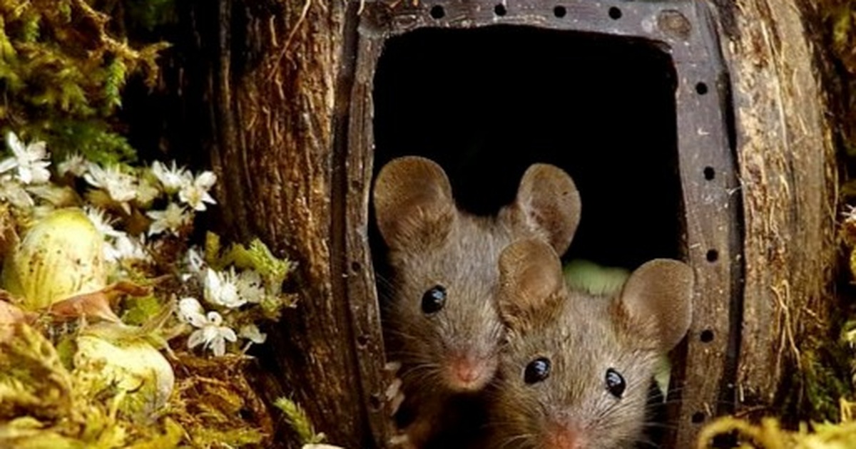 Chiêm ngưỡng bộ ảnh gây sốt chụp “ngôi làng của những chú chuột”