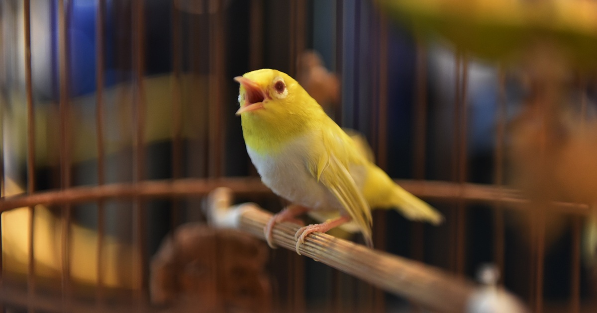 Tổ chim vành khuyên - Tất tần tật những thông tin cần biết
