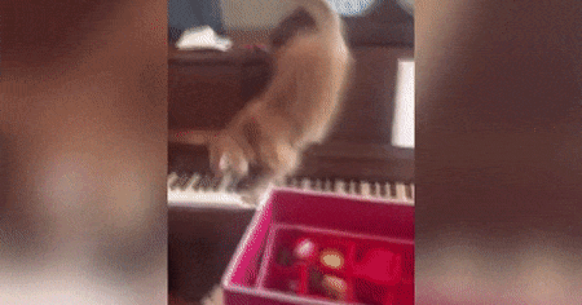 Clip: Tội nghiệp chú mèo hoảng hồn vì... tiếng đàn piano