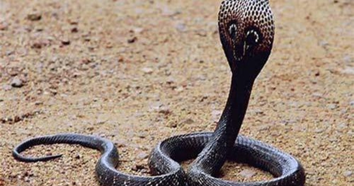 Xem rắn hổ mang chúa dài gần 5m trên “đảo ngọc”