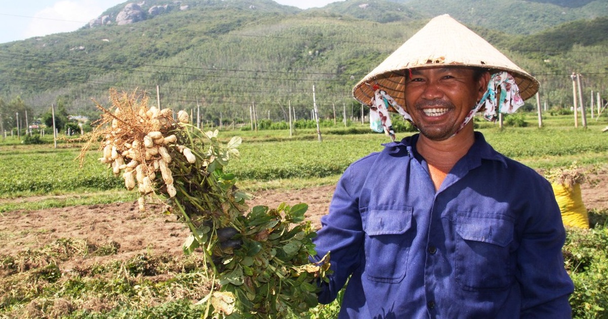 Nông dân thu về trên 6 triệu đồng/sào nhờ... làm bạn với cây đậu phộng