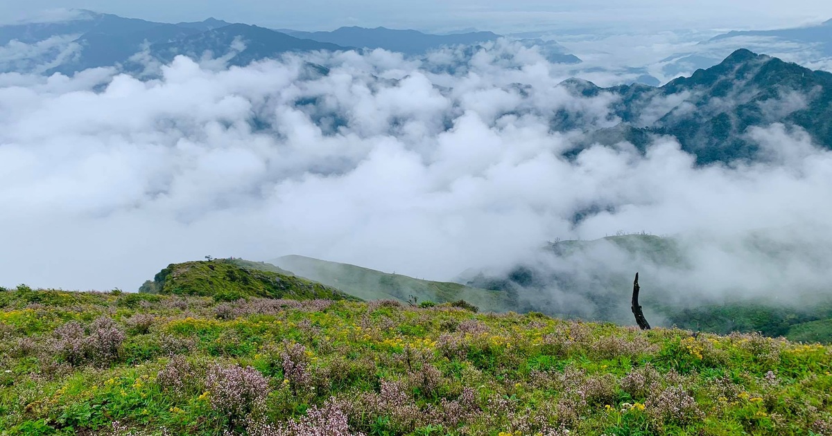 View - Săn mây, ngắm hoa chi pâu nở tại “thiên đường nơi hạ giới” Tà Chì Nhù | Báo Dân trí