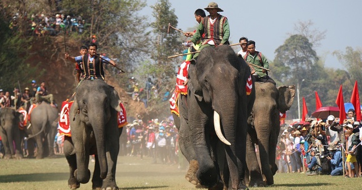 SGK viết sai về Hội đua voi ở Tây Nguyên: Nhà nghiên cứu văn hóa bức xúc