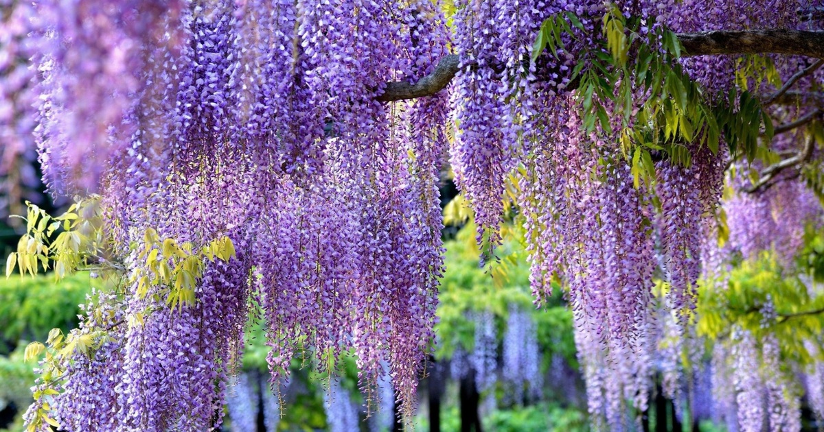 View - Ghé thăm những cánh đồng hoa xuân đẹp ngoạn mục ở Kansai | Báo Dân trí