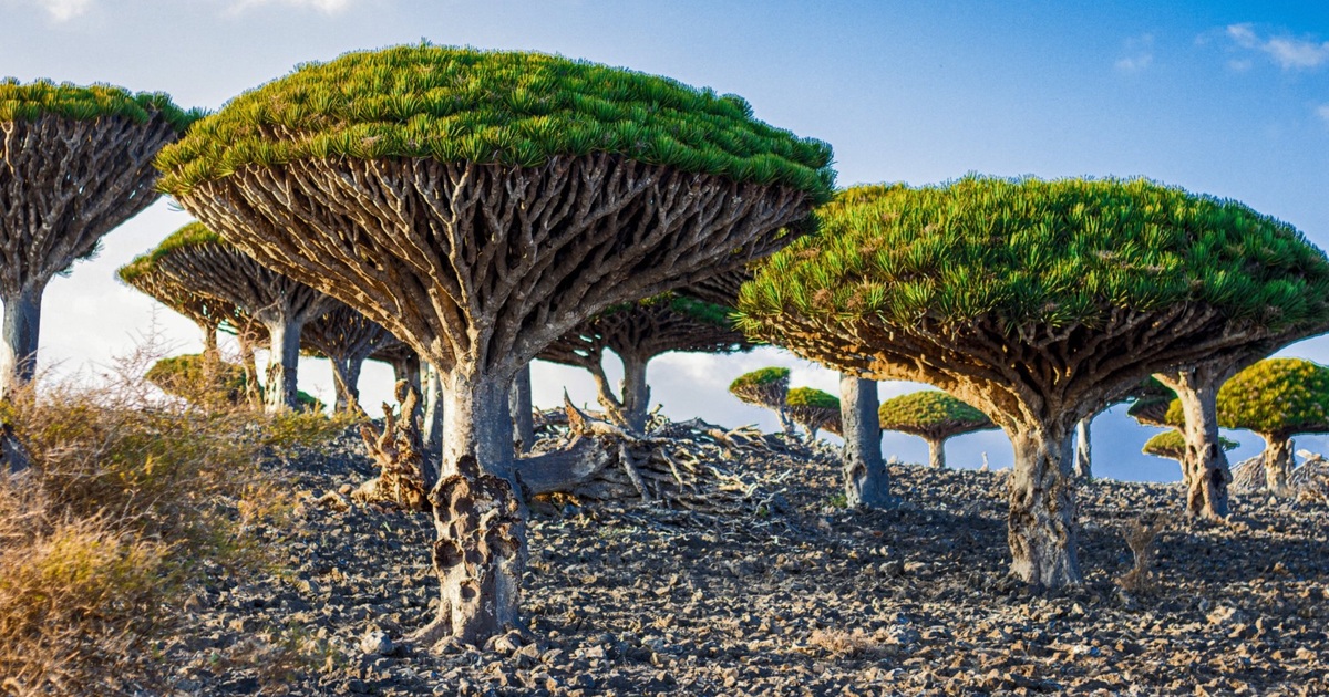 Gallery - "Kỳ hoa dị thảo" ở quần đảo lạ lùng nhất thế giới | Báo Dân trí