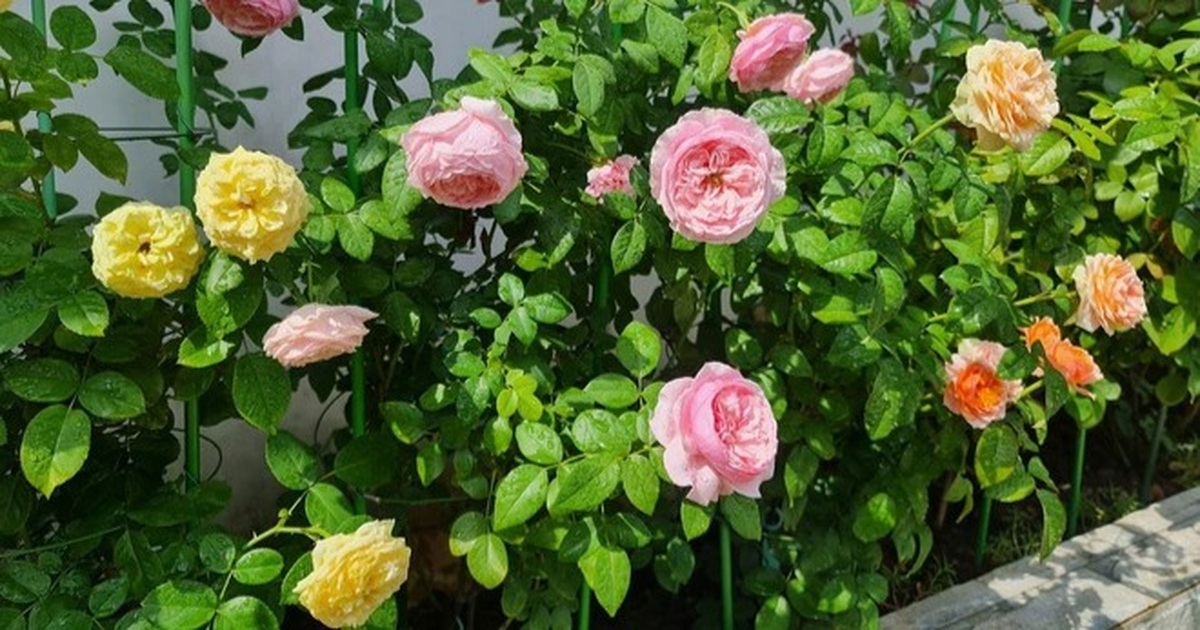 Những vườn hoa hồng tràn ngập hương sắc trên sân thượng của gia chủ Việt