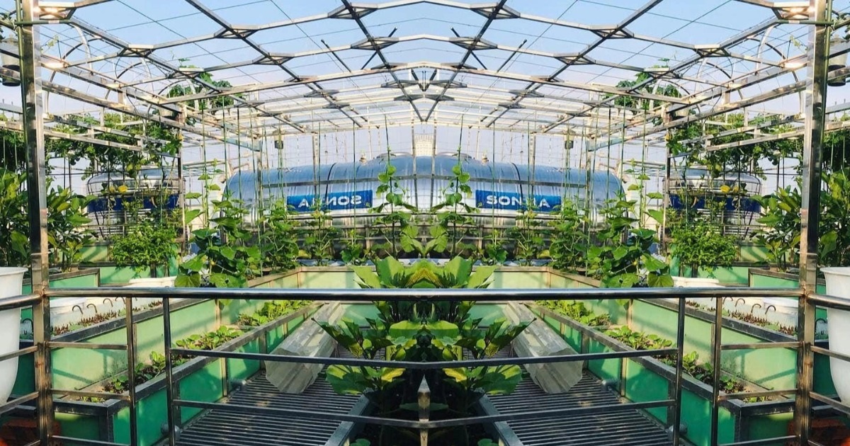 View - Hà Nội: Khu vườn sân thượng sum suê rau trái, nổi tiếng khắp mạng xã hội | Báo Dân trí