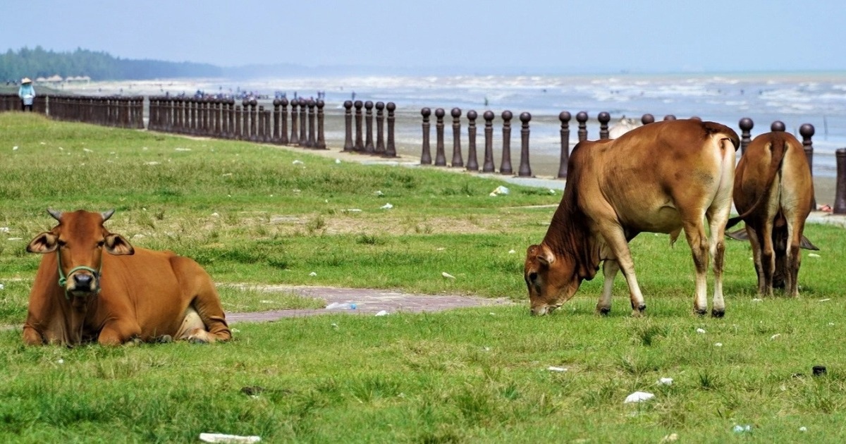 View - Bãi biển đẹp bị rác bủa vây, thành nơi chăn thả bò sau mùa du lịch | Báo Dân trí