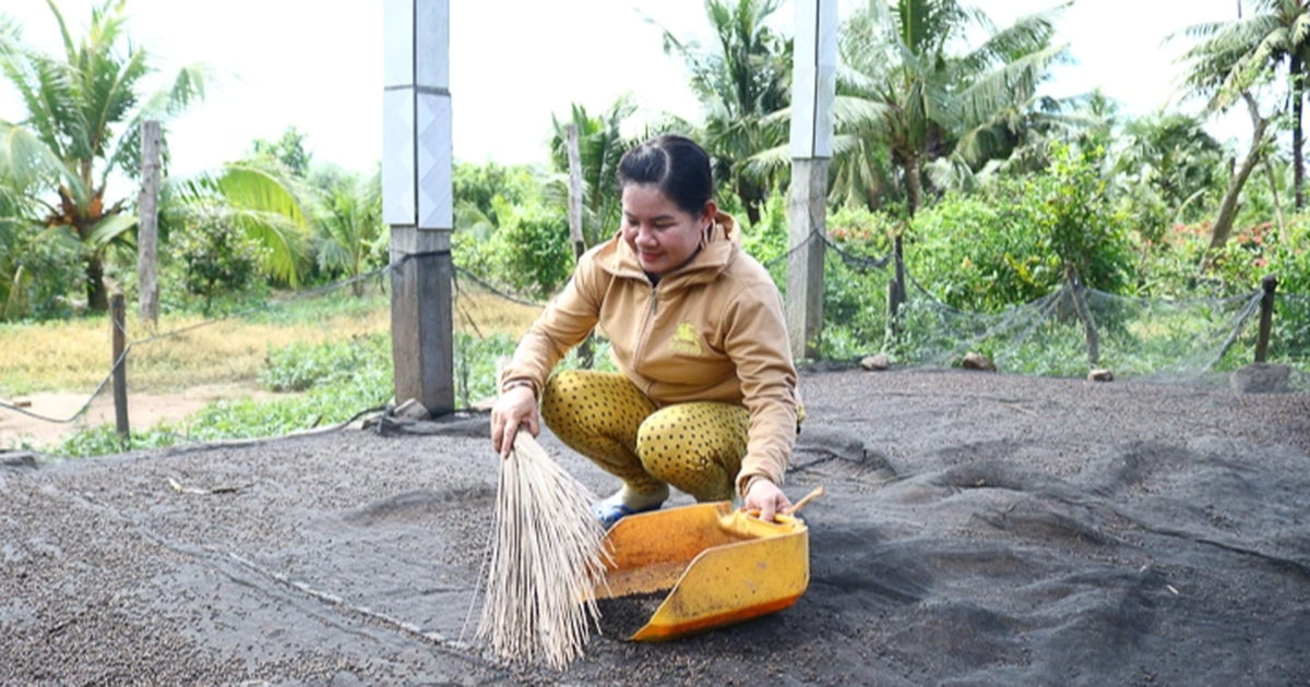 Nuôi đàn thú “ngủ trên trời”, nông dân hứng phân mà bán đắt tiền