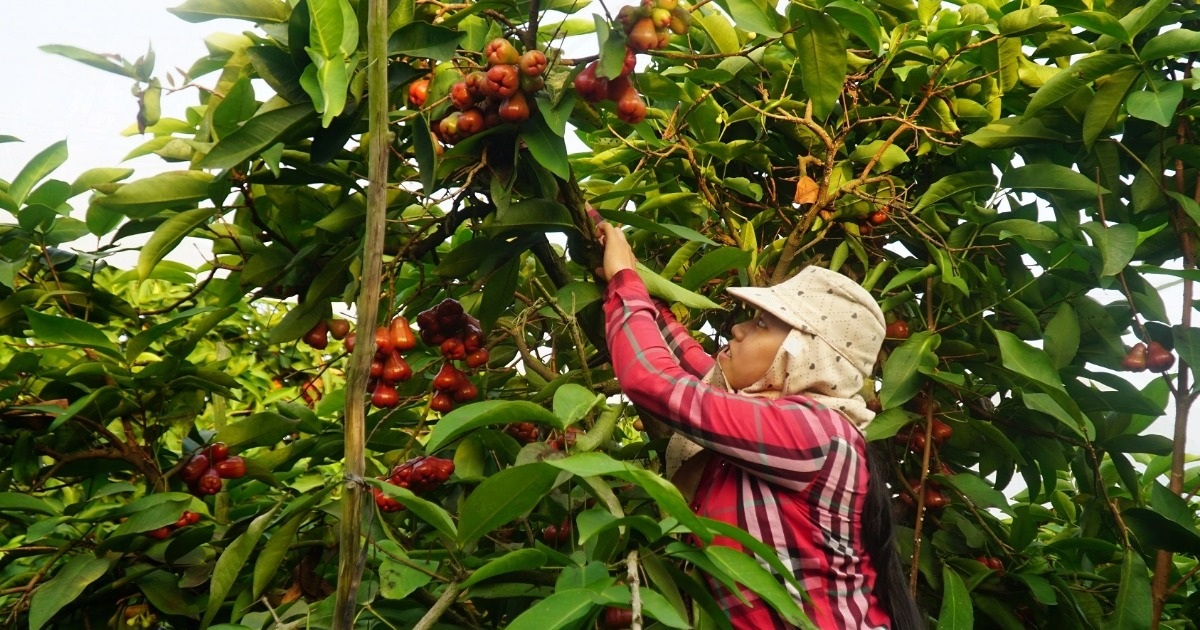 Bỏ công việc lương cao về quê trồng mận, bất ngờ thu nhập nhân đôi