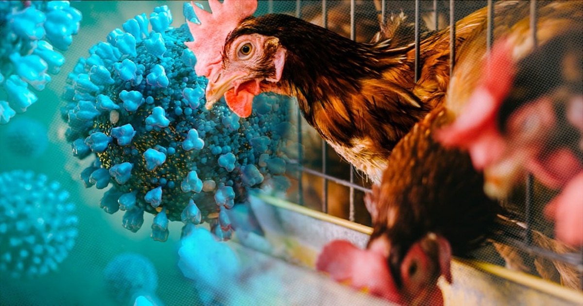 Cúm Gia Cầm H5n1 Gây Tử Vong Cho Người Bộ Y Tế Chỉ đạo ứng Phó Báo