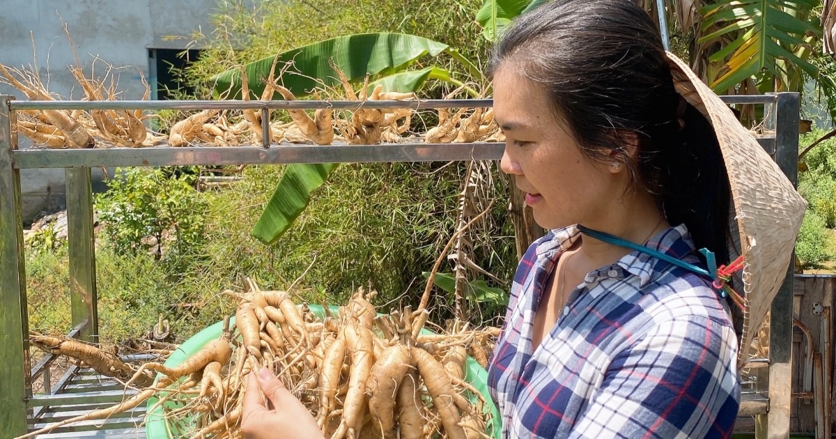 Bỏ phố về quê trồng sâm “tiến vua”, cô gái thu hàng trăm triệu đồng/tháng