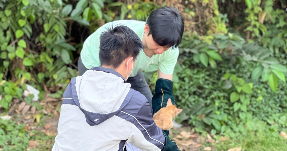 Nín thở canh bắt mèo hoang ở công viên TPHCM về triệt sản